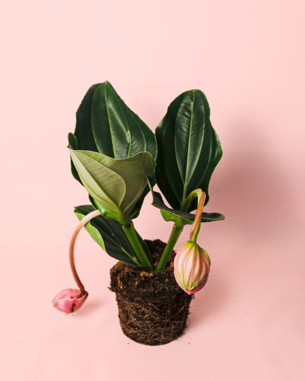 medinilla flamenco planta