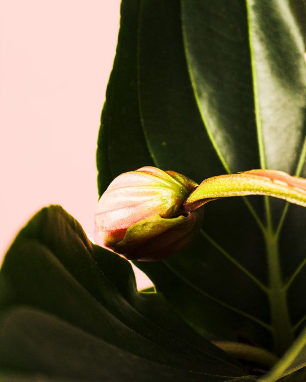 flor medinilla flamenco cerrada