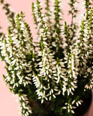 calluna brezo blanca mini flor