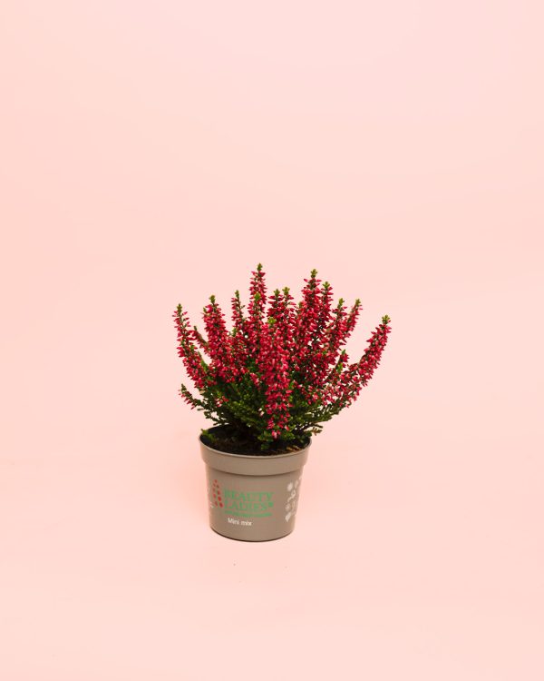 calluna-brezo-mini-rojo maceta