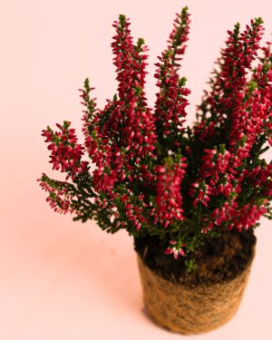 calluna-brezo-mini-rojo planta