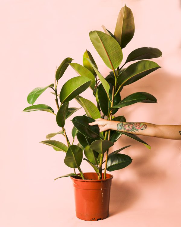 ficus robusta l planta