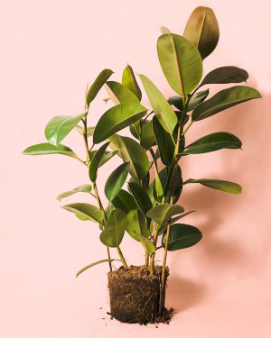 ficus robusta l