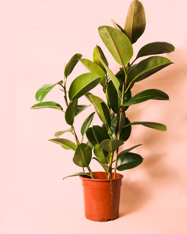 ficus robusta l maceta