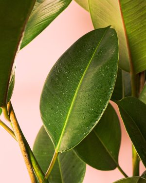 ficus robusta l hoja