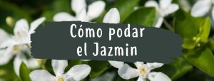 cómo podar jazmin