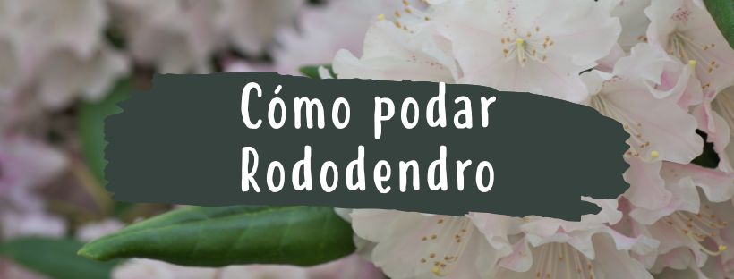 cómo podar rododendro