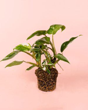 philodendron white princess m