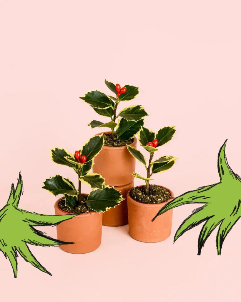 plantadelmes-grinch acebos