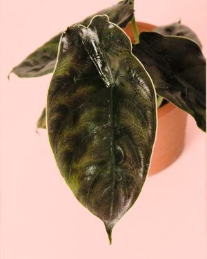 alocasia azlanii hoja