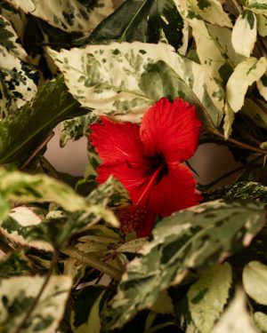 Hibiscus variegata flor