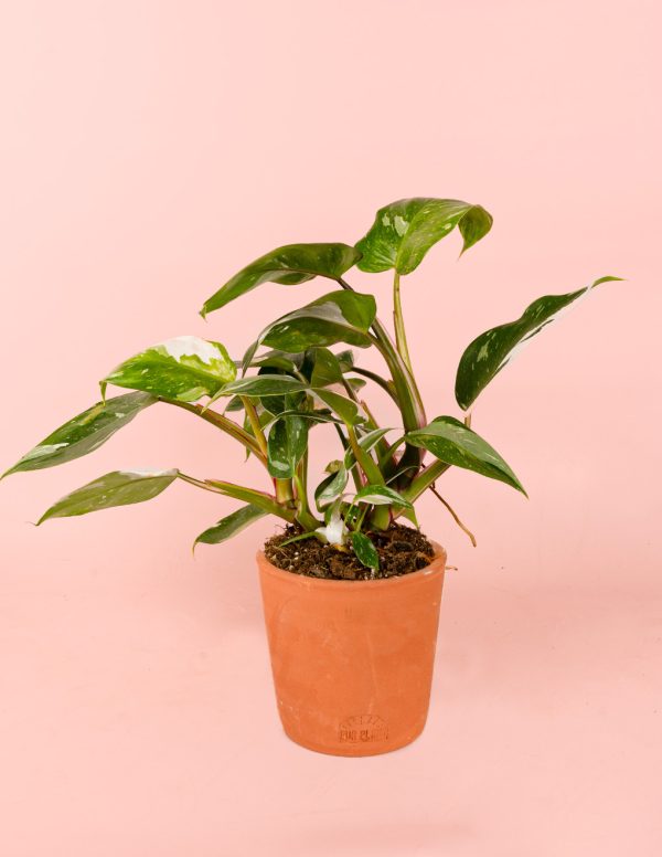 philodendron white princess maceta terracota