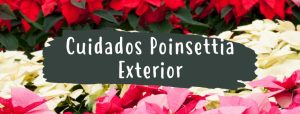 cuidados poinsettia exterior