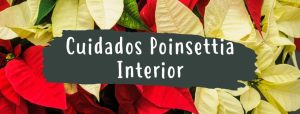 cuidados poinsettia interior