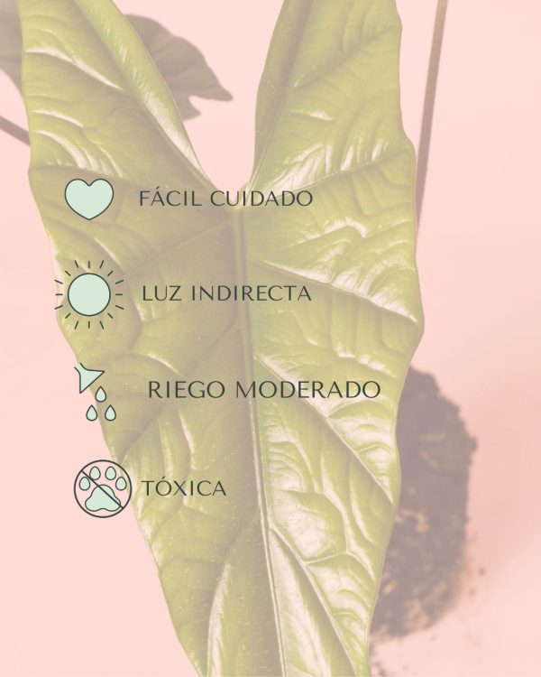 Alocasia Simpo cuidados