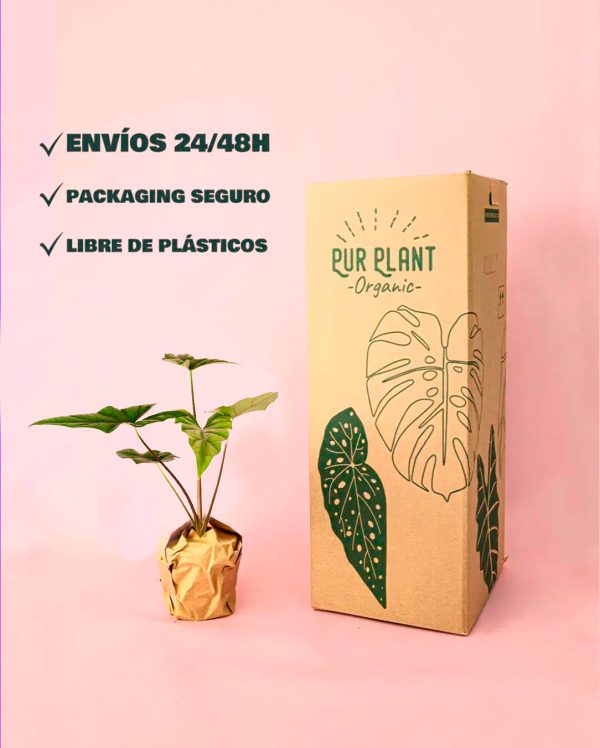 Alocasia Simpo-packaging