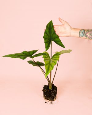 Alocasia Simpo