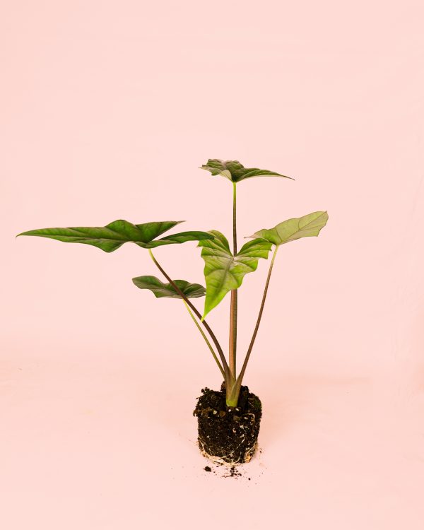 Alocasia Simpo planta