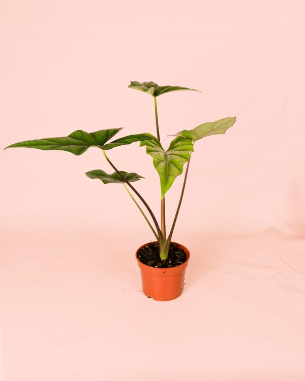 Alocasia Simpo maceta