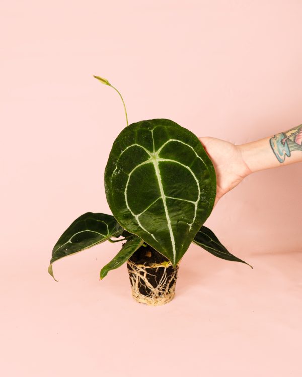 Anthurium Forgetii mano