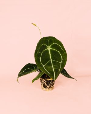 Anthurium Forgetii