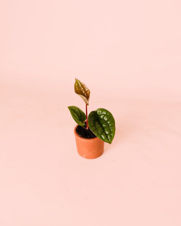 Anthurium Luxurians Mini maceta