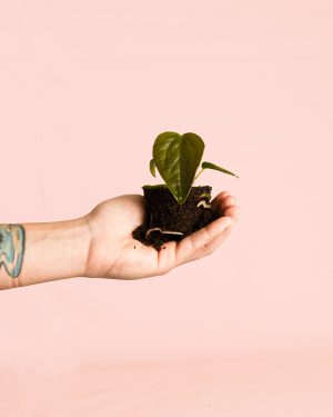 Anthurium Queen of Hearts Mini