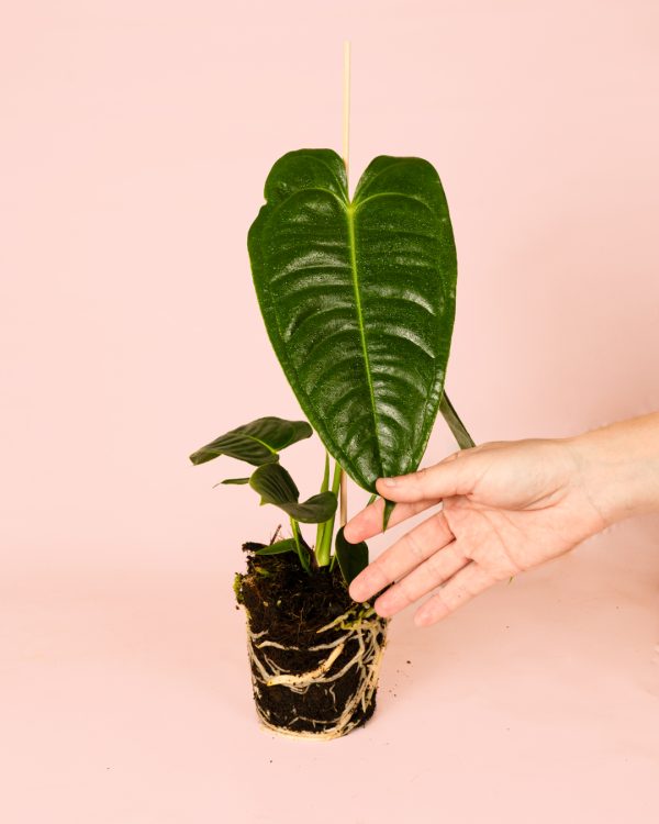 Anthurium Veitchii mano