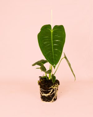 Anthurium Veitchii