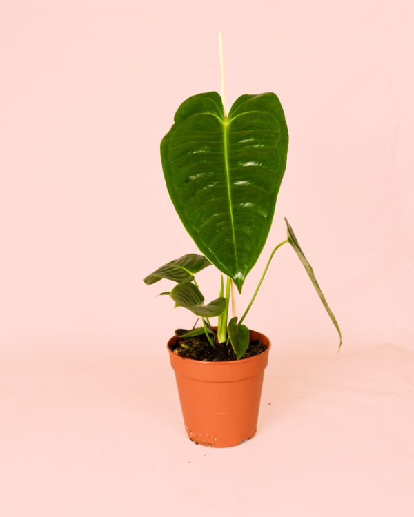 Anthurium Veitchii maceta