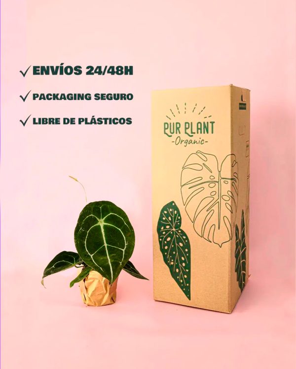 Anthurium forgetii-packaging