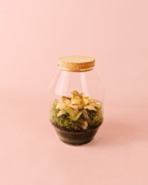 Harmony -Terrario Fittonia