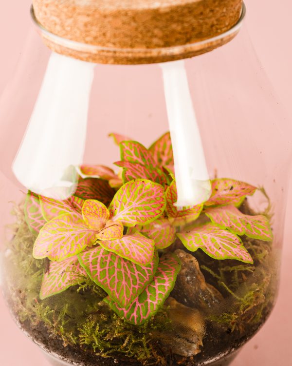 Harmony -Terrario Fittonia