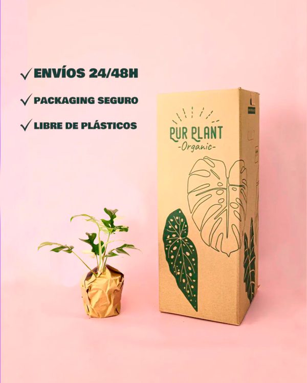 Monstera Rhapidophyllum Tetrassis Variegata-packaging