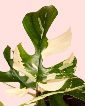 Monstera Rhapidophyllum Tetrassis Variegata4