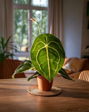 anthurium forgetii salon contexto