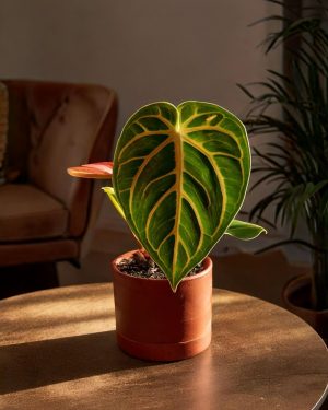 anthurium magnificum salon