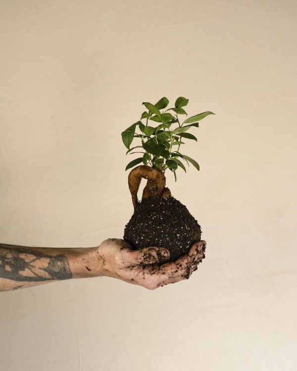 bola-kokedama-ficus-ginseng