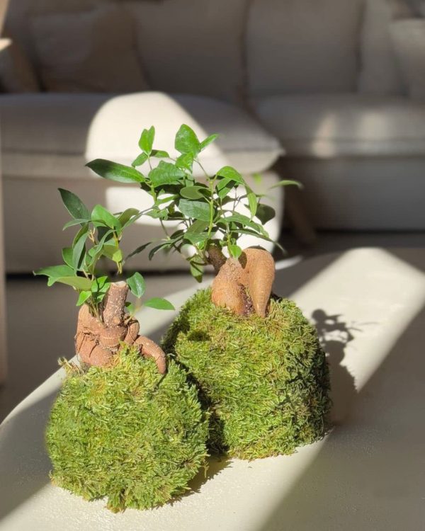 bolas-kokedama-ficus-ginseng-mini-y-m-salon