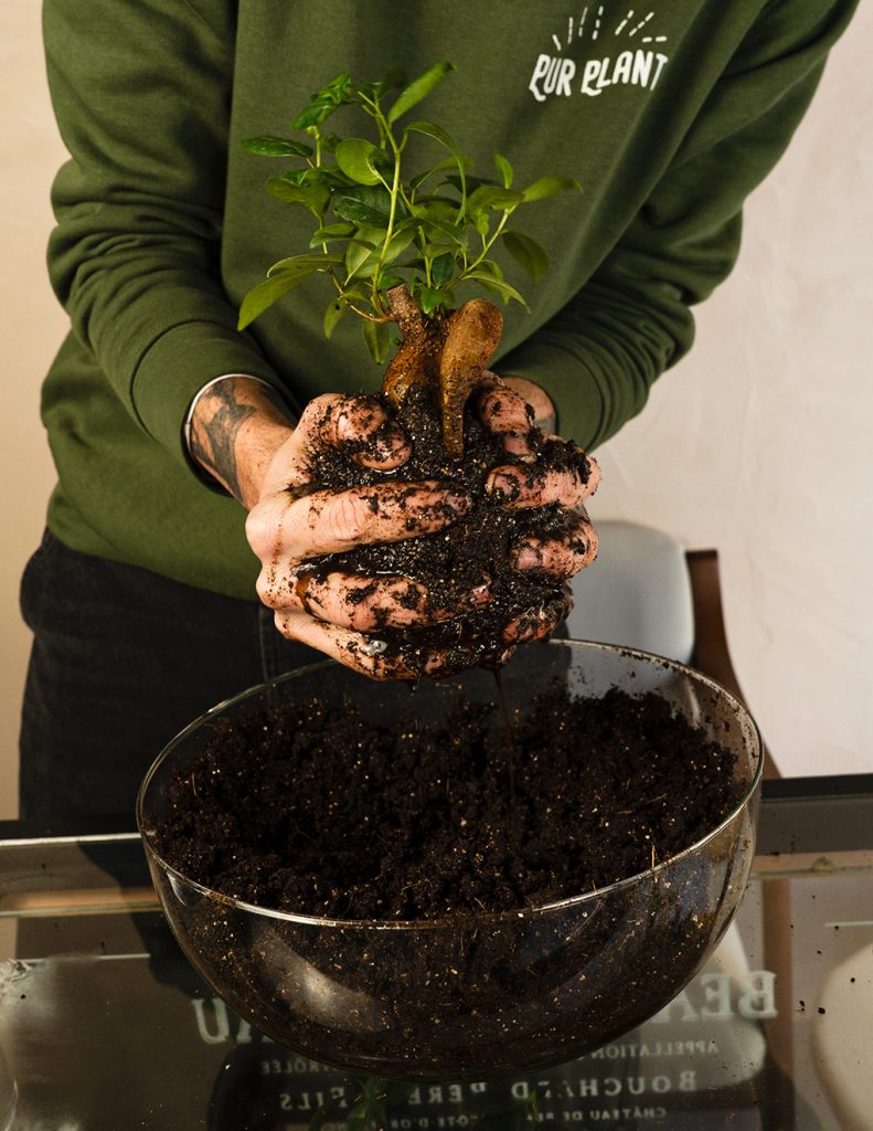 como hacer kokedama sustrato