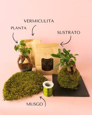 kit-kokedamas-ficus ginseng