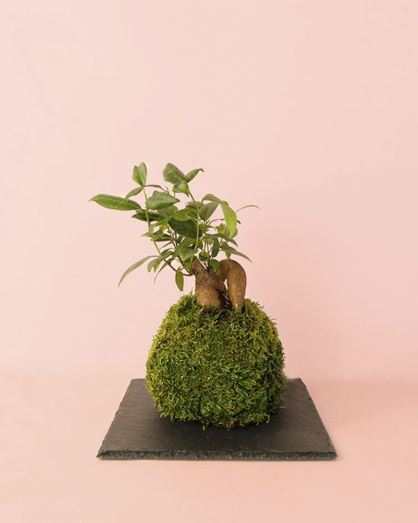 kokedama-ficus-ginseng