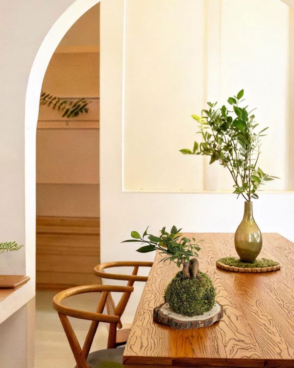 kokedama-ficus-ginseng-contexto-salon