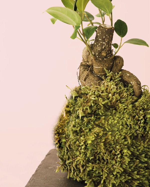 kokedama-ficus-ginseng-detalle