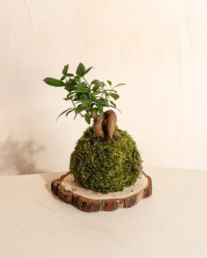 kokedama-ficus-ginseng-madera