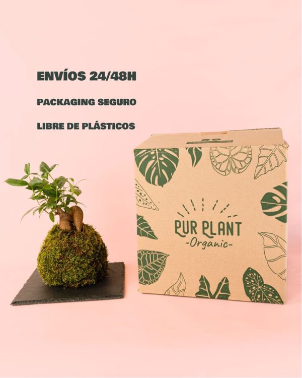 kokedama-ficus-ginseng-packaging-envio-seguro