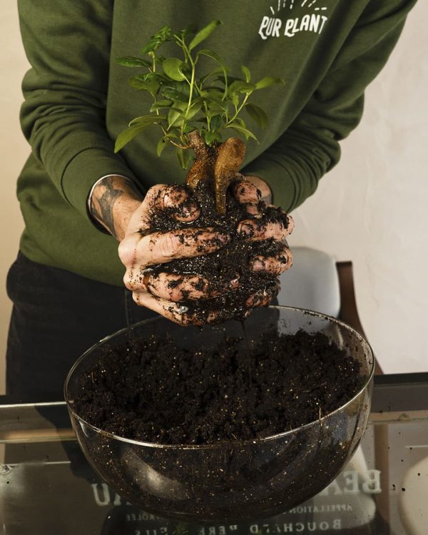 kokedama-ficus-sustrato