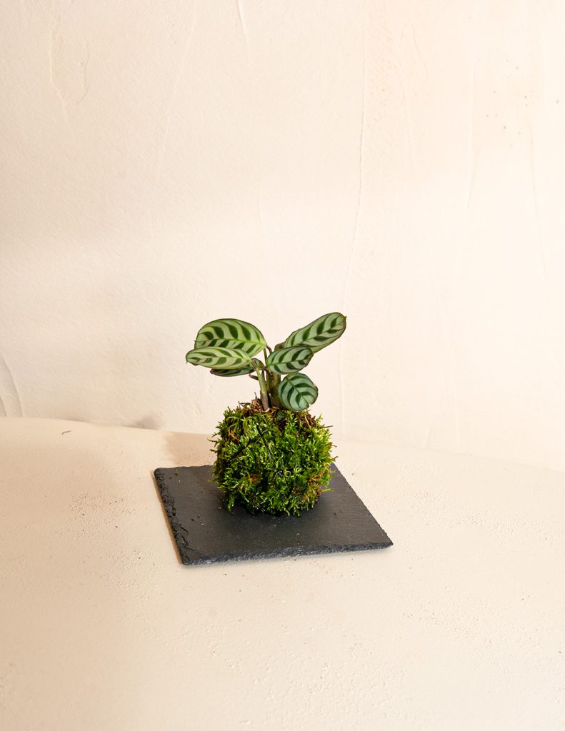 mini kokedama de maranta amabilis