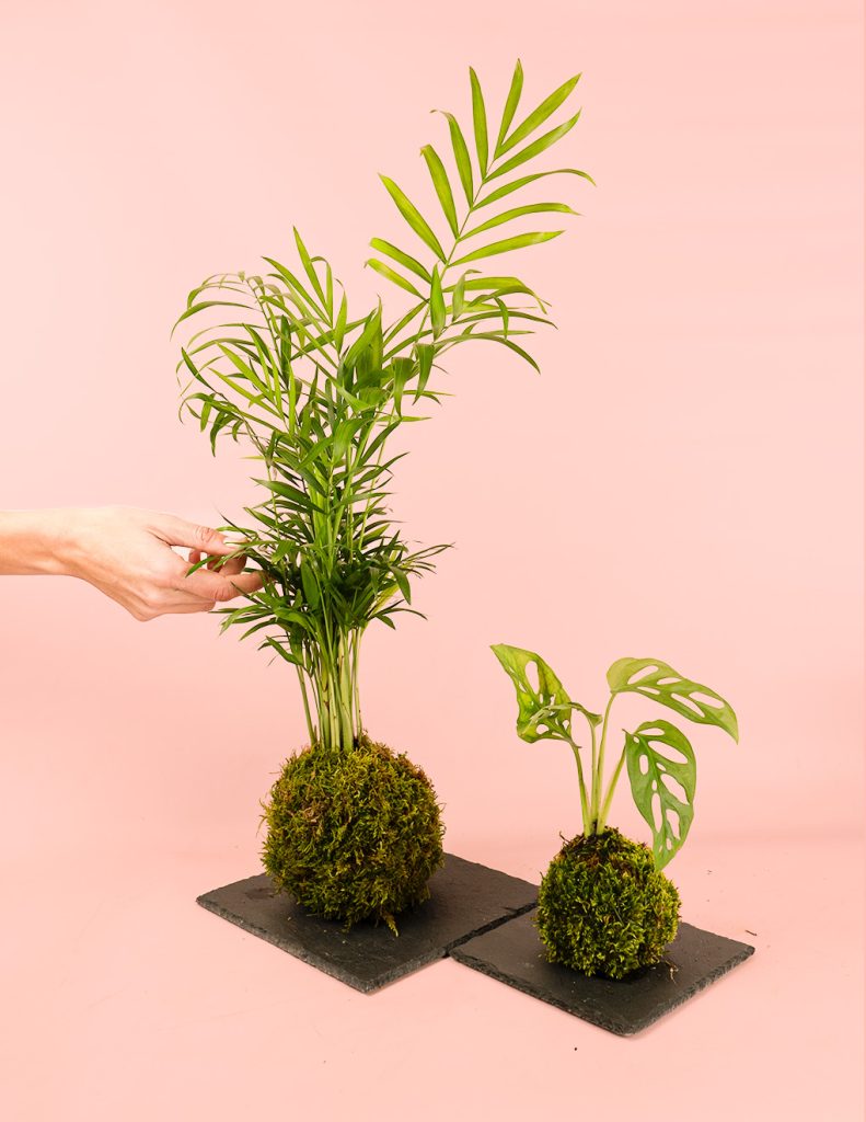 Kokedama palma areca y kokedama monstera adansonii