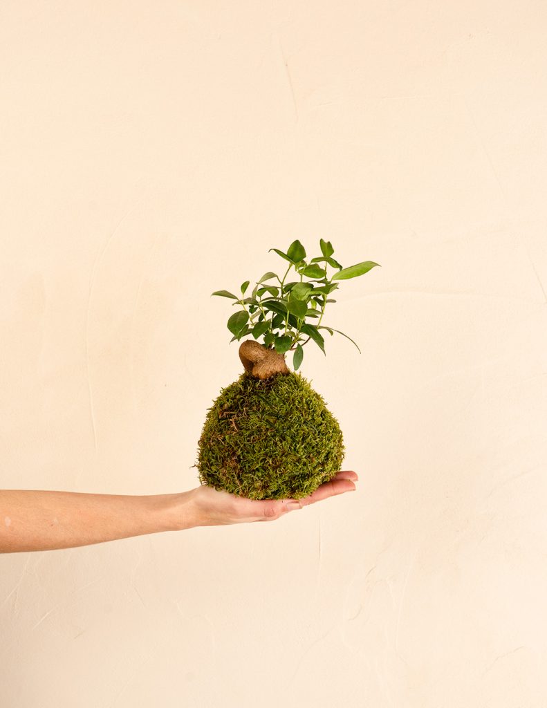 kokedama ficus